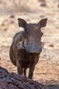 Male Boar Common wild warthog [phacochoerus africanus] in southern Africa Royalty Free Stock Photo