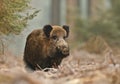Male boar in the forest Royalty Free Stock Photo