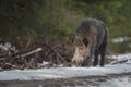 Male boar on forest track Royalty Free Stock Photo