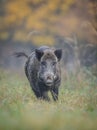 Male boar on the run Royalty Free Stock Photo