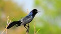 Male Boat-tailed Grackle Bird