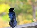 Male boat-tailed grackle bird Royalty Free Stock Photo