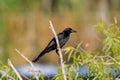 Male Boat-tailed Grackle Royalty Free Stock Photo