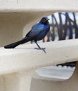 Male Boat-tailed Grackle on the look out for food