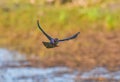 Male boat tailed grackle Quiscalus major flying towards camera with mouth wide open Royalty Free Stock Photo