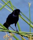 Male boat-tailed grackle, Quiscalus major, portrait. Royalty Free Stock Photo