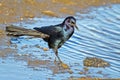 Male Boat-tailed Grackle