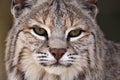 Male Bobcat Royalty Free Stock Photo