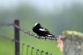 A male Bobolink bird on a fence Royalty Free Stock Photo