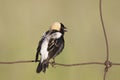 Male Bobolink, Dolichonyx oryzivorus, on a fence Royalty Free Stock Photo