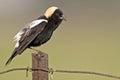 Male Bobolink, Dolichonyx oryzivorus, on a post Royalty Free Stock Photo