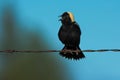 Bobolink - Dolichonyx oryzivorus Royalty Free Stock Photo