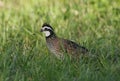 Male bobwhite quail staring a love bug face to face Royalty Free Stock Photo