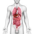 Male body and inner organs