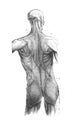 The male body with muscles back view in the old book The Human Body, by K. Bock, 1870, St. Petersburg