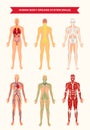 Male Body Organ Systems Poster