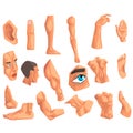 Male body parts set of vector Illustrations on a white background Royalty Free Stock Photo