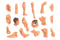 Male body parts set of vector Illustrations on a white background Royalty Free Stock Photo