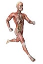Male body with skeletal muscles and organs