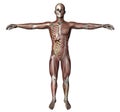 Male body with skeletal muscles and organs Royalty Free Stock Photo