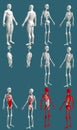 12 in 1, male body with skeleton and internal organs - colored traumatology concept for education - cg high resolution medical 3D