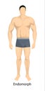 Male body types. Royalty Free Stock Photo