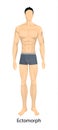 Male body types. Royalty Free Stock Photo