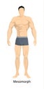 Male body types. Royalty Free Stock Photo