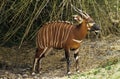 BONGO taurotragus euryceros