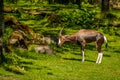 Male Bontebok Antelope grazes on meadow Royalty Free Stock Photo