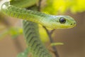 Male Boomslang snake (Dispholidus typus), South Africa Royalty Free Stock Photo