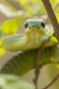 Male Boomslang snake, (Dispholidus typus), South Africa Royalty Free Stock Photo