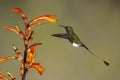 Male Booted Rackettail feeding at a Heliconia flower - Tandayapa, Ecuador