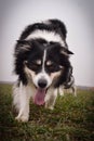 Male of border collie is prowling on flying clay from handler.