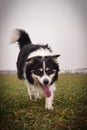 Male of border collie is prowling on flying clay from handler.