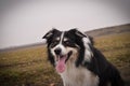 Male of border collie is prowling on flying clay from handler.