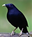 Male bowerbird in the Victorian High country