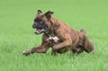 Male boxer dog