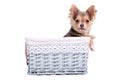 Male(boy)chihuahua puppy in a blue basket Royalty Free Stock Photo