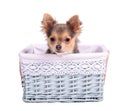 Male (boy) chihuahua puppy in blue basket Royalty Free Stock Photo