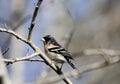 Male brambling Royalty Free Stock Photo
