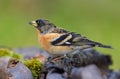 Male Brambling sits on mossy branch in autumn migration season