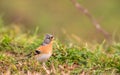 Male Brambling on grass Royalty Free Stock Photo