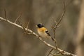 Male brambling Royalty Free Stock Photo
