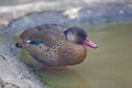 Male Brazilian Teal or Brazilian Duck, Amazonetta brasiliensis swimming Royalty Free Stock Photo