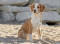 Male Breton Dog