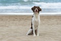 Male breton dog at the beach