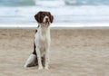 Male breton dog at the beach