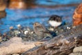 Portrait of female brewer`s blackbird