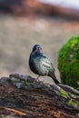 Portrait of male brewer`s blackbird